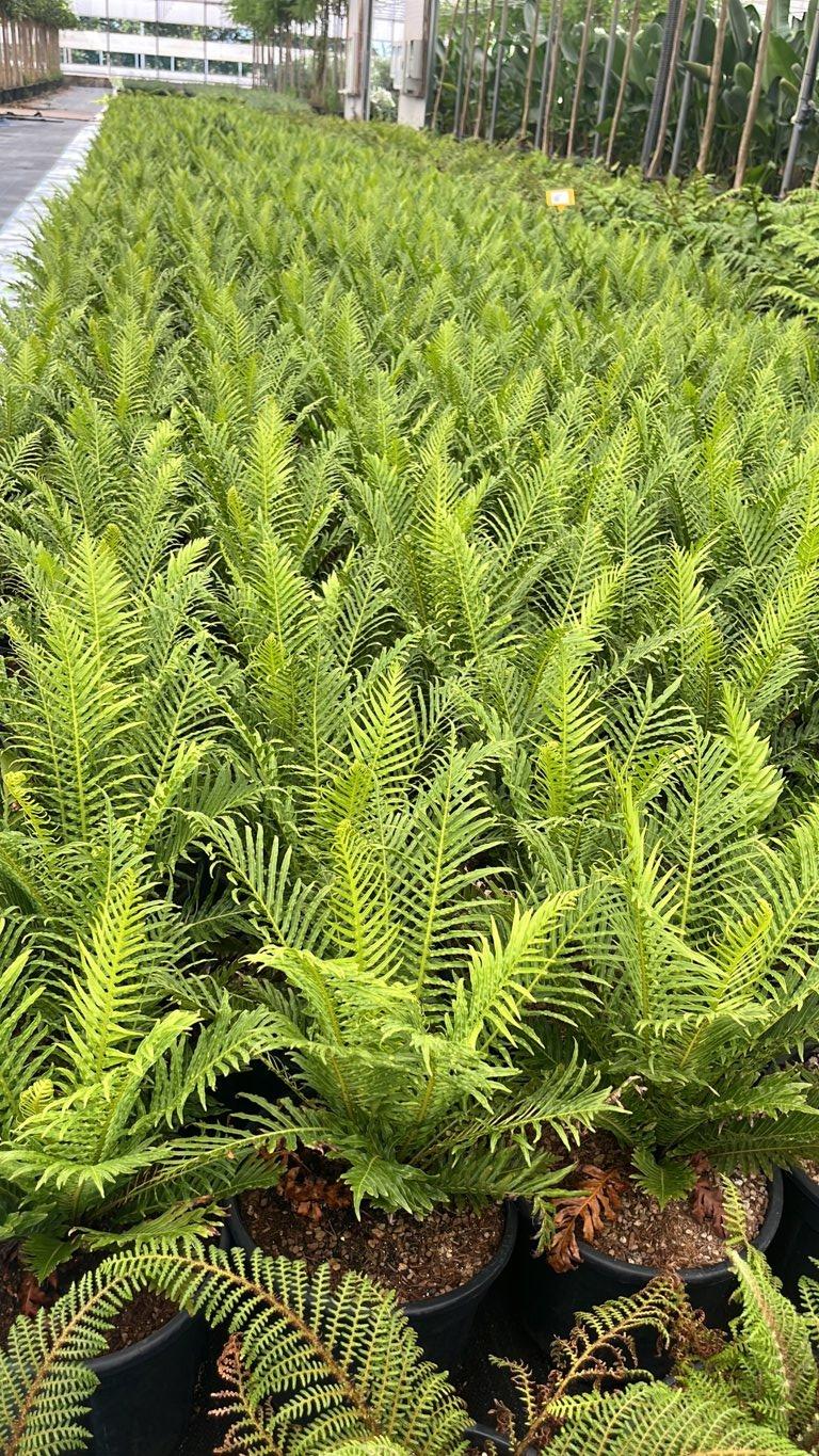 Blechnum Gibbum Silver Lady (Felce) — vaso 9 litri
