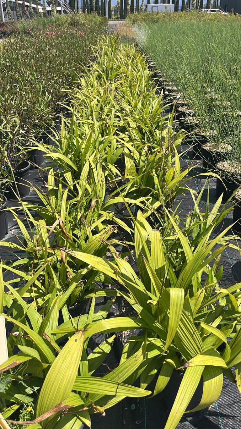 Bletilla Striata (Orchidea giacinto) — Cespuglio, vaso 9 litri