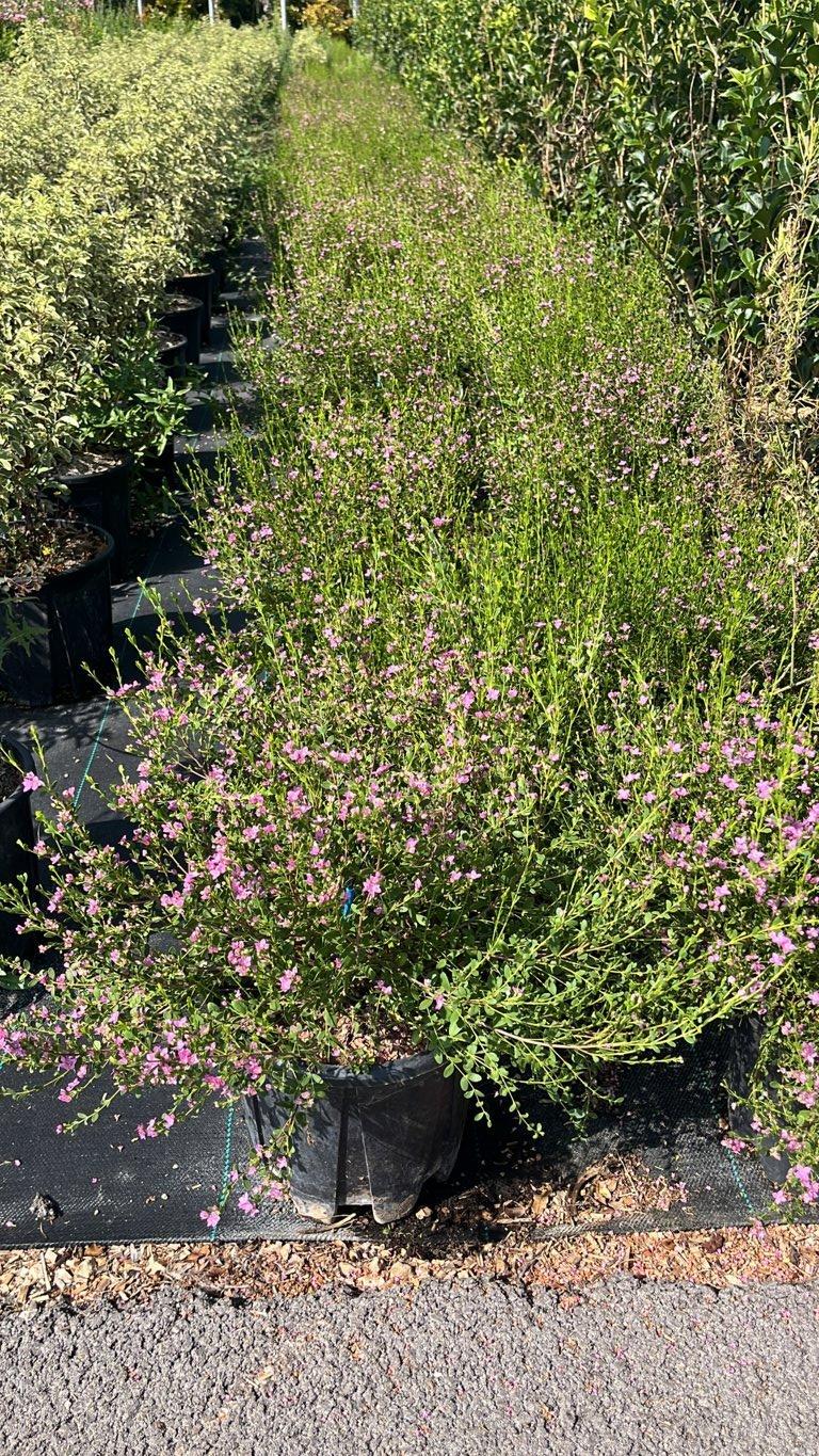Boronia Crenulata — vaso 9 litri