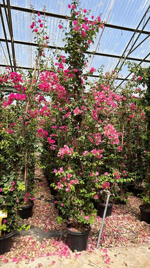 Bougainvillea Californiana in varietà (Buganvillea) — Rampicante, 3 canne 300 cm, vaso 30 litri
