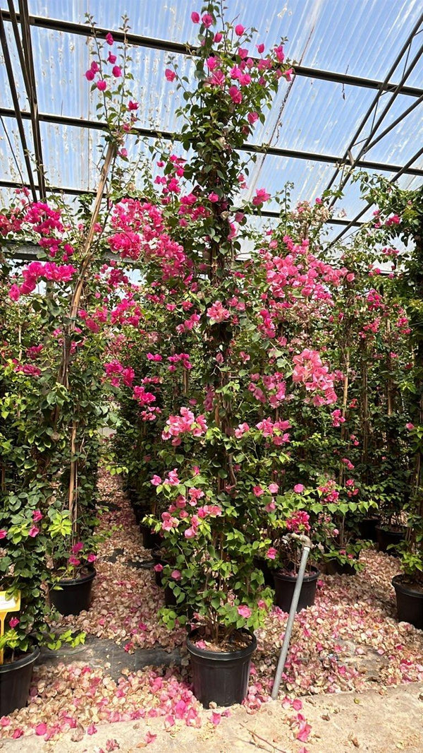 Bougainvillea Californiana in varietà (Buganvillea) — Rampicante, 3 canne 300 cm, vaso 30 litri