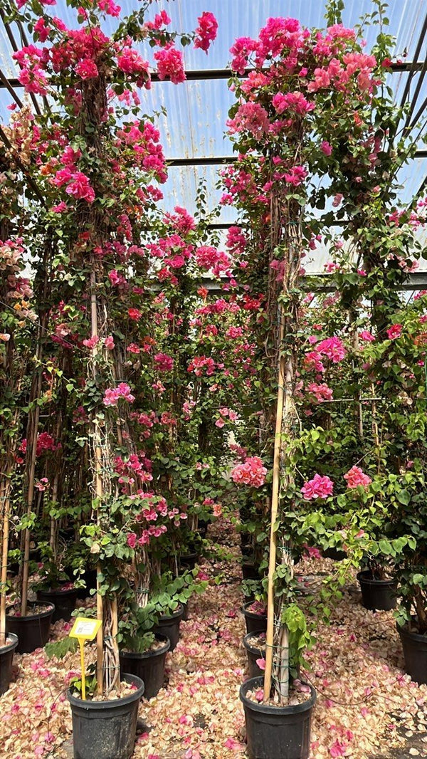 Bougainvillea Californiana in varietà (Buganvillea) — Rampicante, canna 400 cm, vaso 30 litri