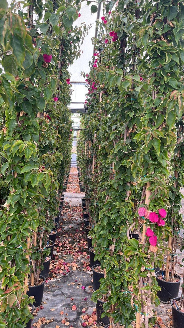 Bougainvillea Californiana Rubiana (Buganvillea) — Rampicante, canna 300 cm, vaso 9 litri