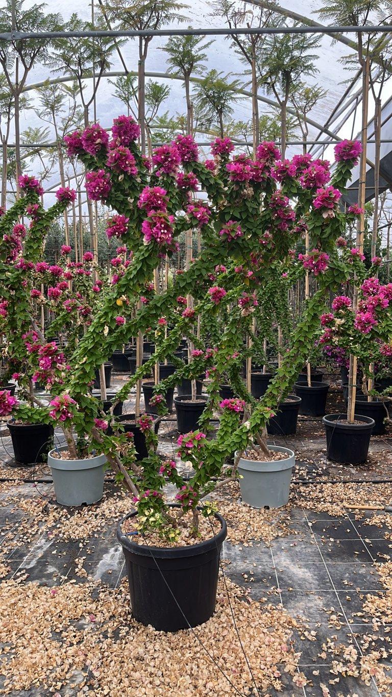 Bougainvillea Mini Thai (Buganvillea) — Nuvola, altezza 125/150 cm, vaso 45 litri