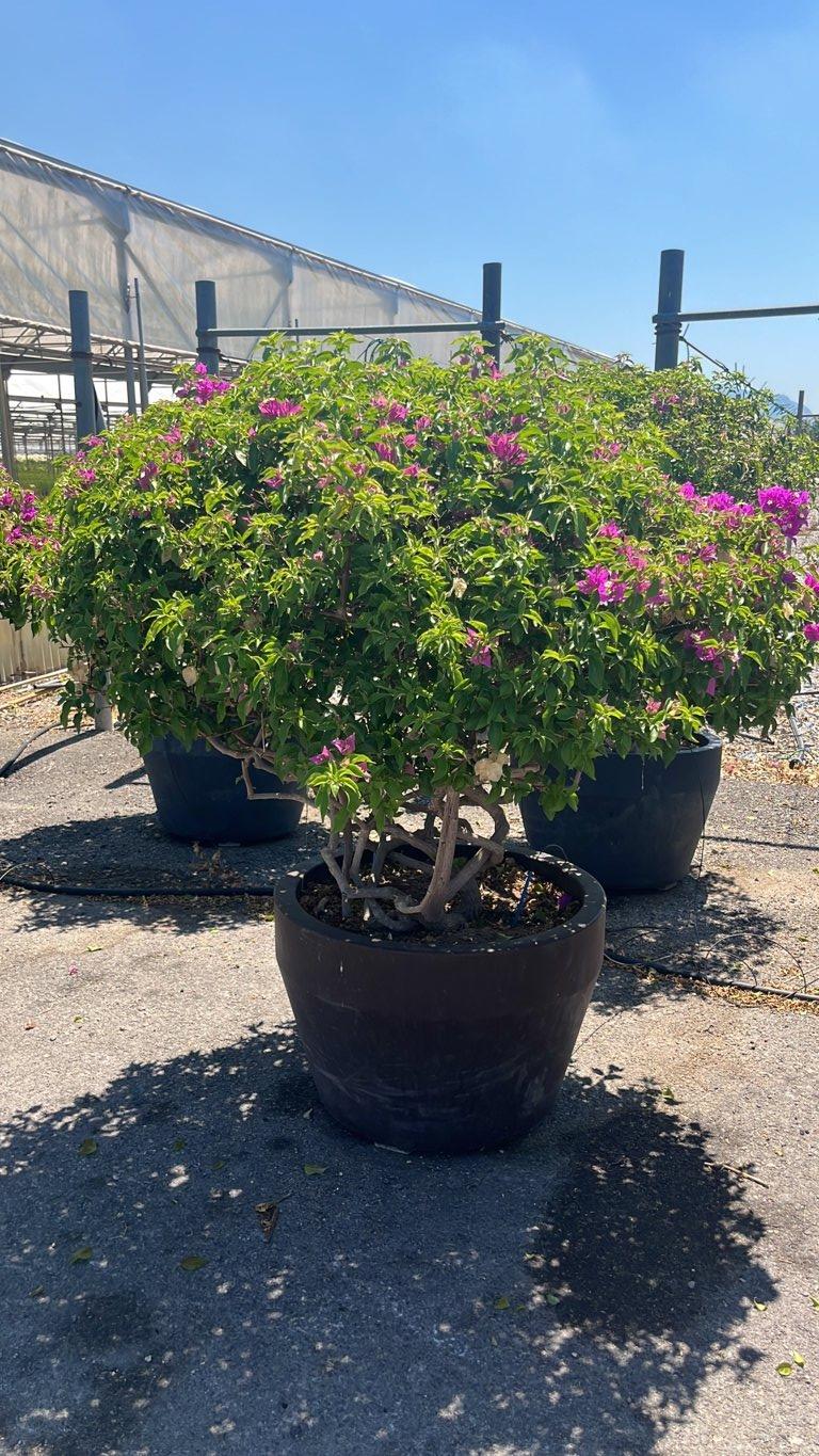 Bougainvillea Sanderiana (Buganvillea) — Nuvola, altezza 100/125 cm, Urban 700