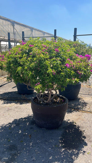 BOUGAINVILLEA SANDERIANA Bouganvillea Sanderiana, Buganvillea viola