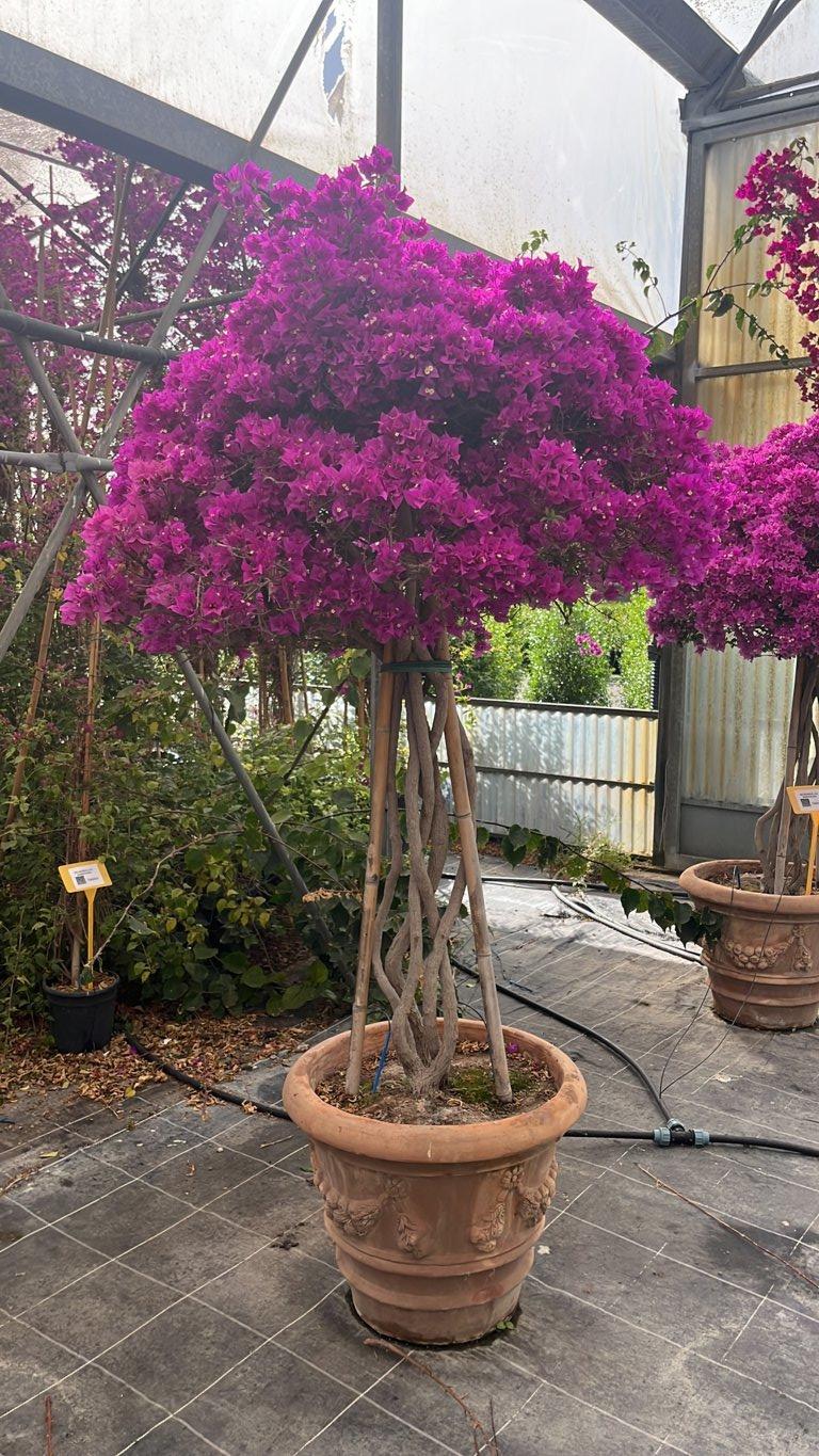 Bougainvillea Sanderiana (Buganvillea) — Nuvola, altezza 150/175 cm, vaso in terracotta