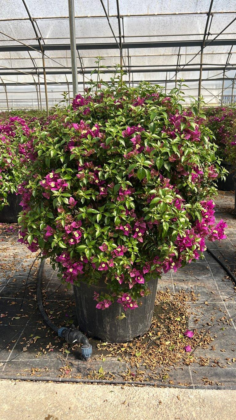 Bougainvillea Sanderiana (Buganvillea) — Palla, diametro 60 cm, vaso 55 litri