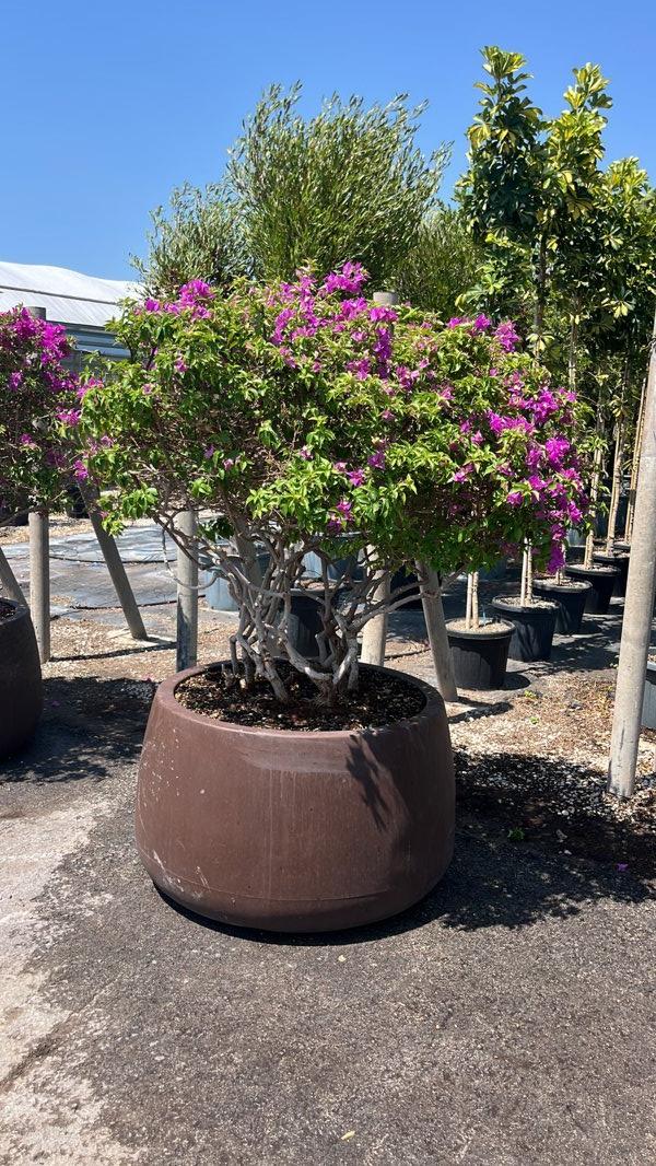 Bougainvillea Sanderiana (Buganvillea) — Nuvola, altezza 100/125 cm, Urban 300