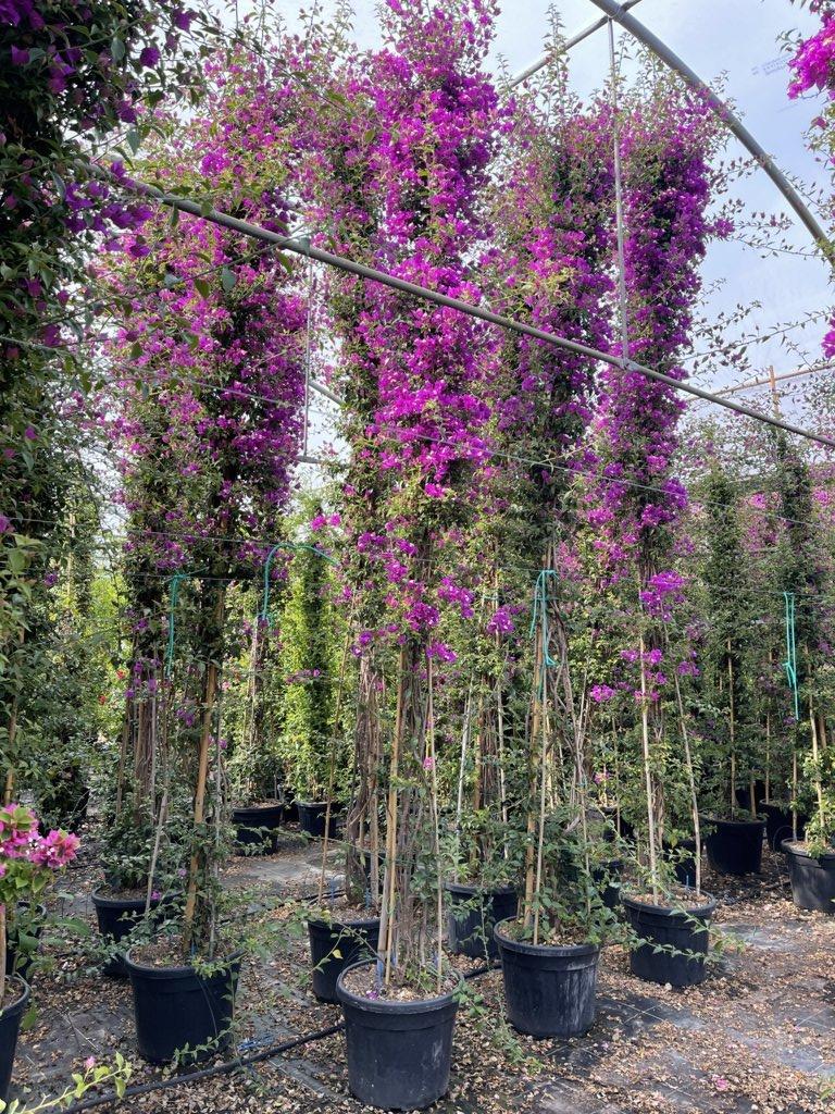 BOUGAINVILLEA SANDERIANA Bouganvillea Sanderiana, Buganvillea viola