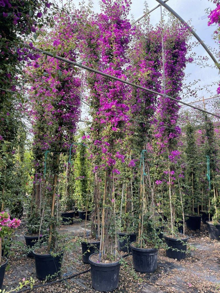 BOUGAINVILLEA SANDERIANA Bouganvillea Sanderiana, Buganvillea viola