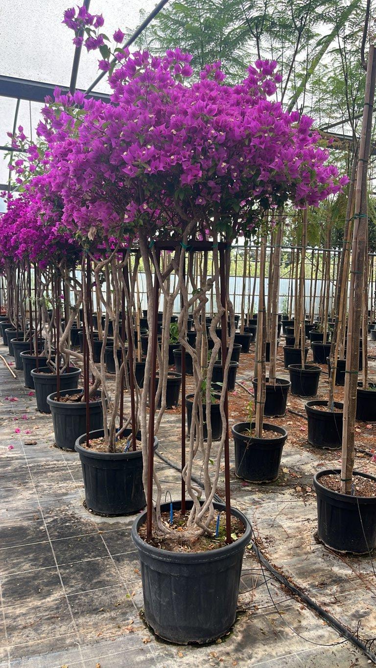 Bougainvillea Sanderiana (Buganvillea) — Nuvola, altezza 150/175 cm, vaso 55 litri