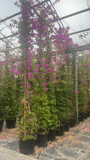 Bougainvillea Sanderiana (Buganvillea) — Rampicante, canna 400 cm, vaso 55 litri