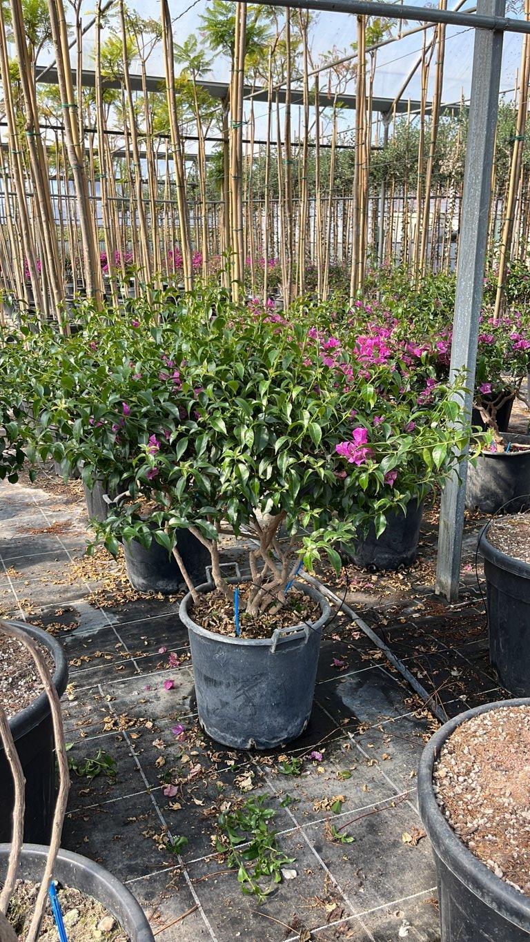Bougainvillea Sanderiana (Buganvillea) — Nuvola, vaso 55 litri