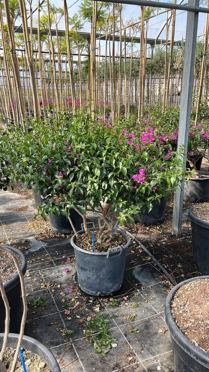 Bougainvillea Sanderiana (Buganvillea) — Nuvola, vaso 55 litri