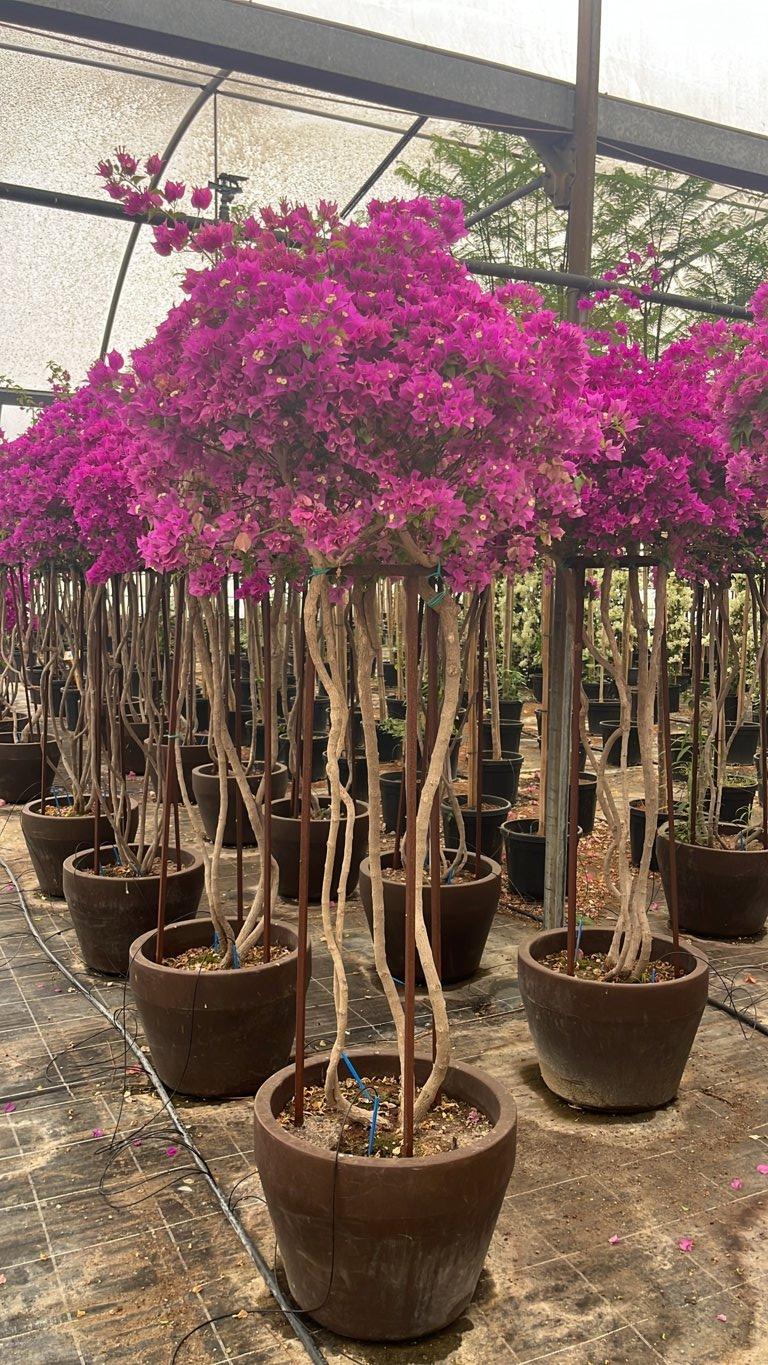 Bougainvillea Sanderiana (Buganvillea) — Nuvola, altezza 150/175 cm, Urban 90