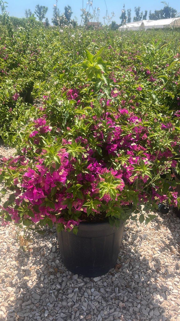 Bougainvillea Sanderiana (Buganvillea) — Palla, vaso 30 litri