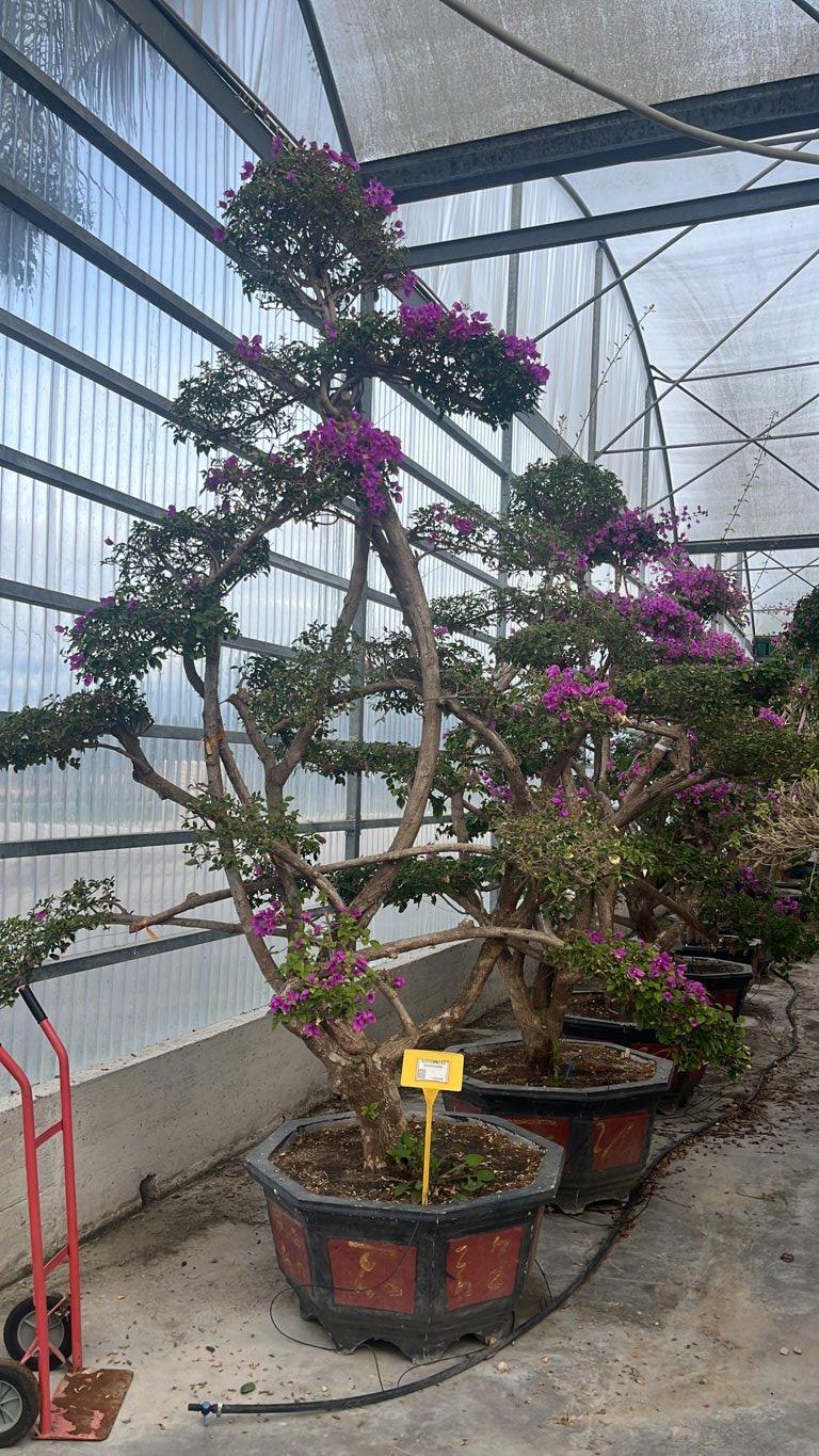 Bougainvillea Sanderiana (Buganvillea) — Bonsai, altezza 275/300 cm, Urban 300