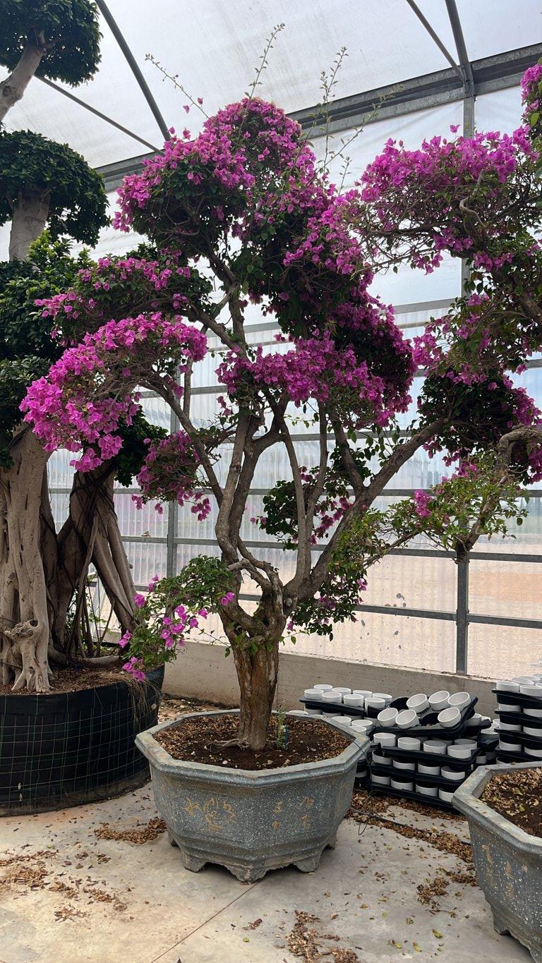Bougainvillea Sanderiana (Buganvillea) — Bonsai, altezza 300/350 cm, Urban 300
