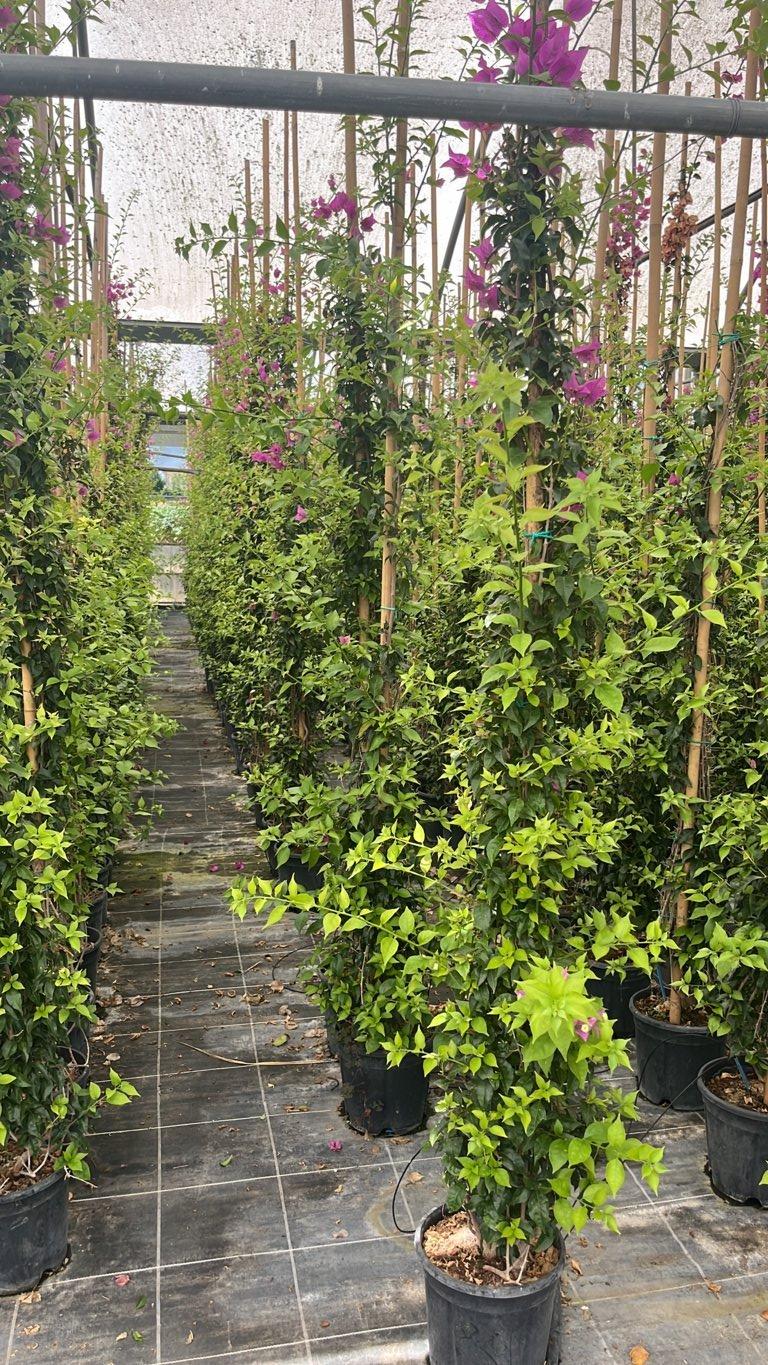 Bougainvillea Sanderiana (Buganvillea) — Rampicante, canna 300 cm, vaso 9 litri