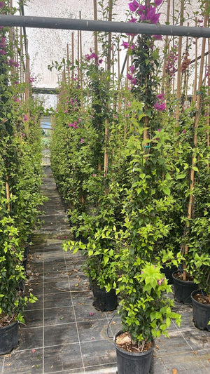 Bougainvillea Sanderiana (Buganvillea) — Rampicante, canna 300 cm, vaso 9 litri