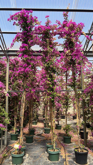 Bougainvillea Sanderiana (Buganvillea) — Rampicante, canna 400 cm, New Life 26