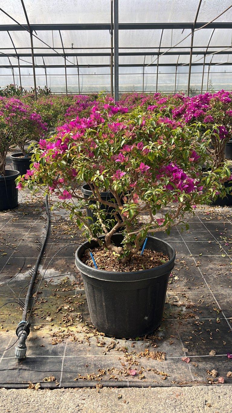 Bougainvillea Sanderiana (Buganvillea) — Nuvola, vaso 45 litri