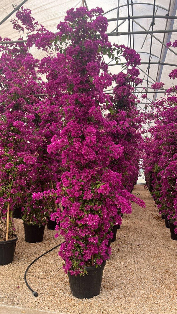 Bougainvillea Sanderiana (Buganvillea) — Rampicante, canna 400 cm, vaso 55 litri