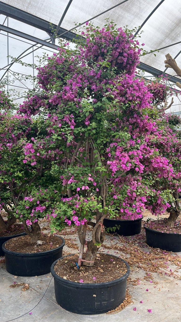 Bougainvillea Sanderiana (Buganvillea) — Bonsai, altezza 200/250 cm, vaso 150 litri