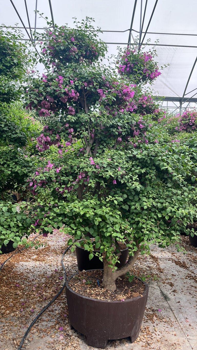 Bougainvillea Sanderiana (Buganvillea) — Bonsai, altezza 250/300 cm, Urban 300