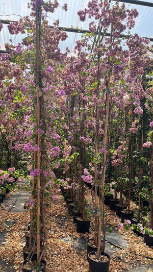 Bougainvillea Specto-Glabra (Buganvillea) — Rampicante, canna 300 cm, vaso 9 litri