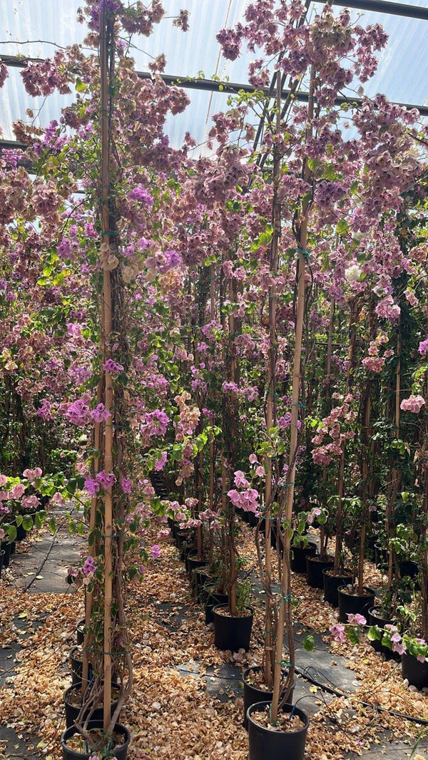Bougainvillea Specto-Glabra (Buganvillea) — Rampicante, canna 300 cm, vaso 9 litri