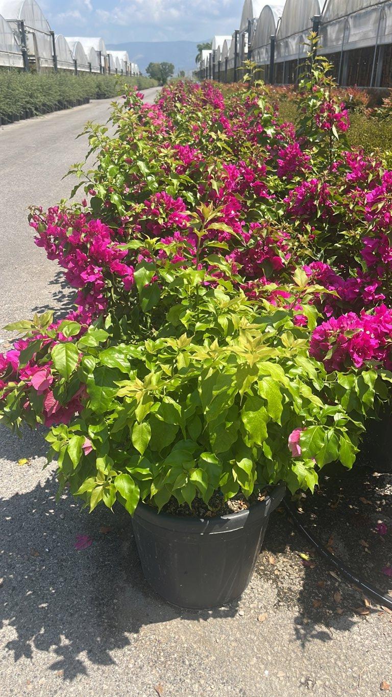 BOUGAINVILLEA VERA DEEP PURPLE Bouganvillea Sanderiana, Buganvillea viola