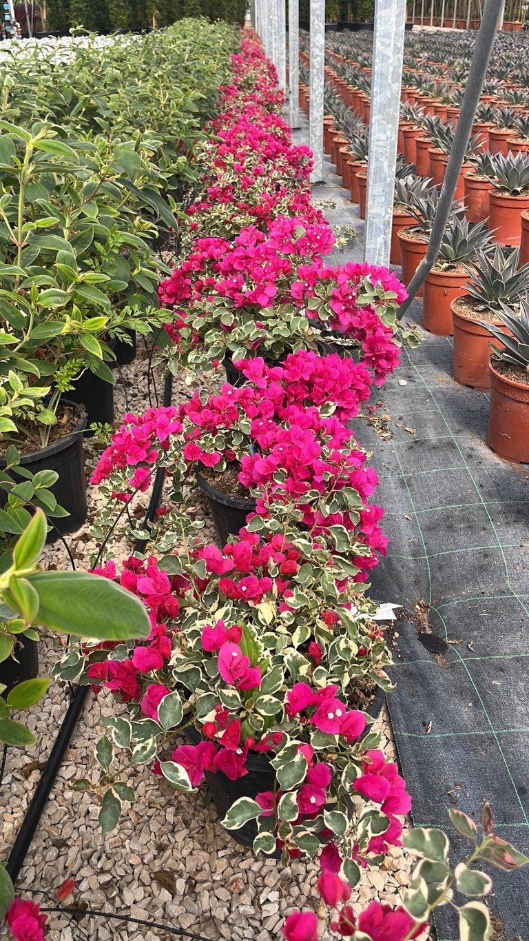 Bougainvillea Buttiana Raspberry Ice (Buganvillea) — vaso 9 litri