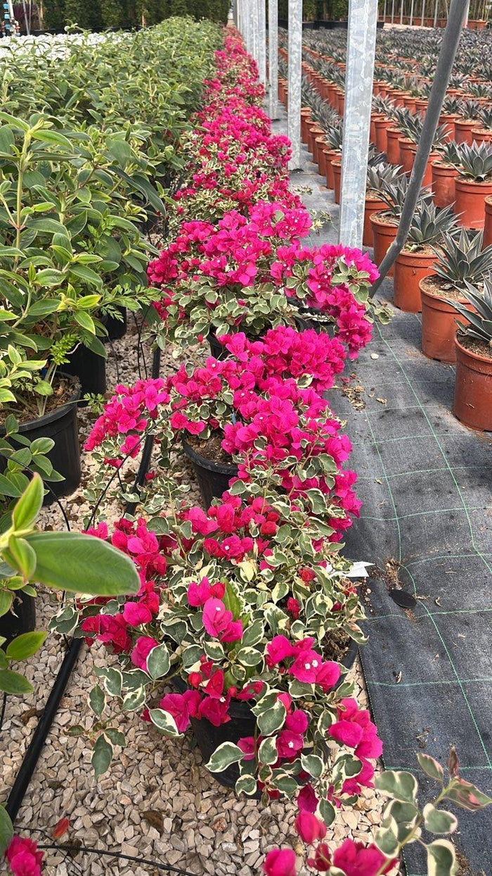 Bougainvillea Buttiana Raspberry Ice (Buganvillea) — vaso 9 litri
