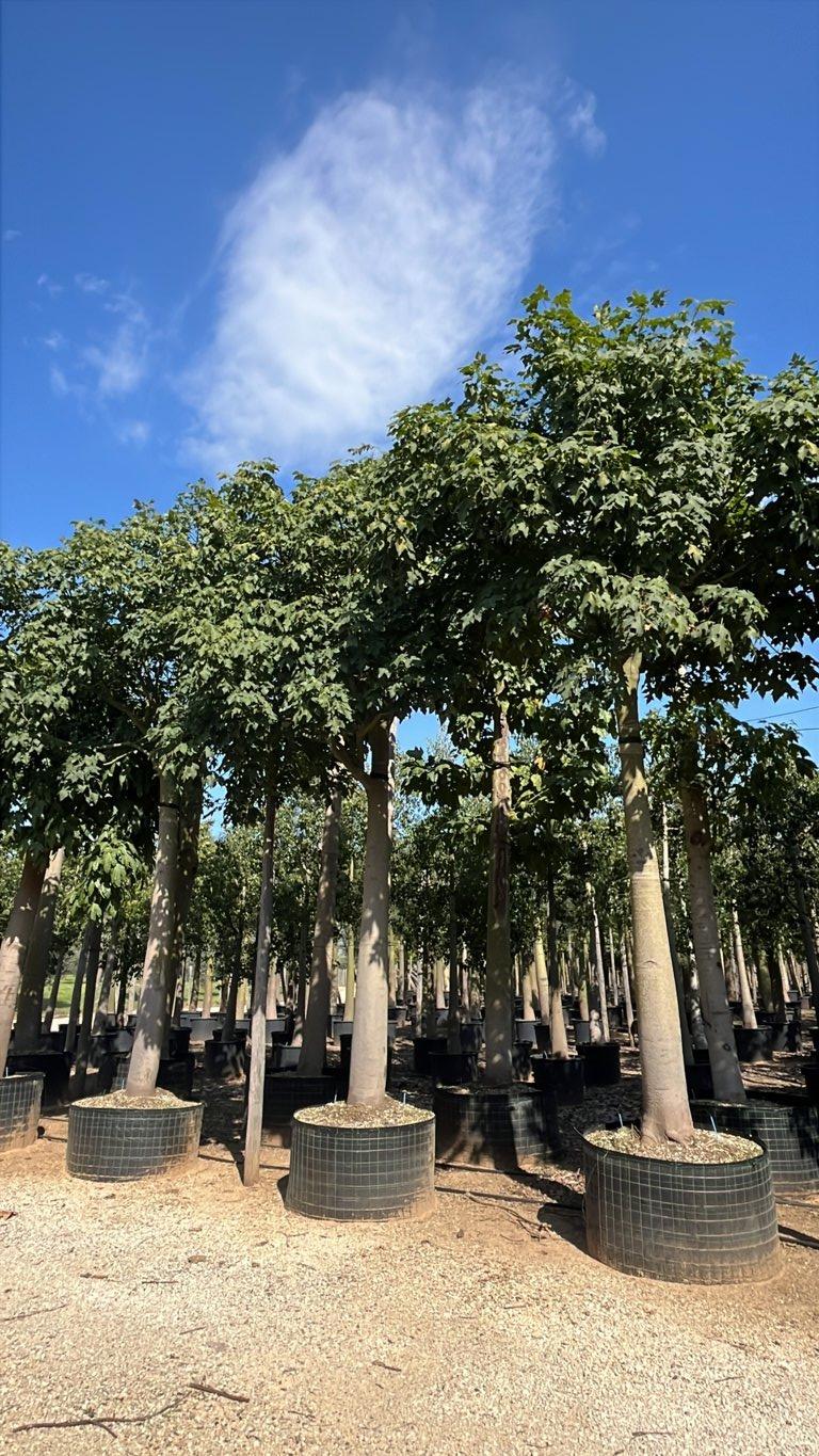 Brachychiton Acerifolius (Albero fiamma) — Albero, circonferenza 60/80 cm, in rete