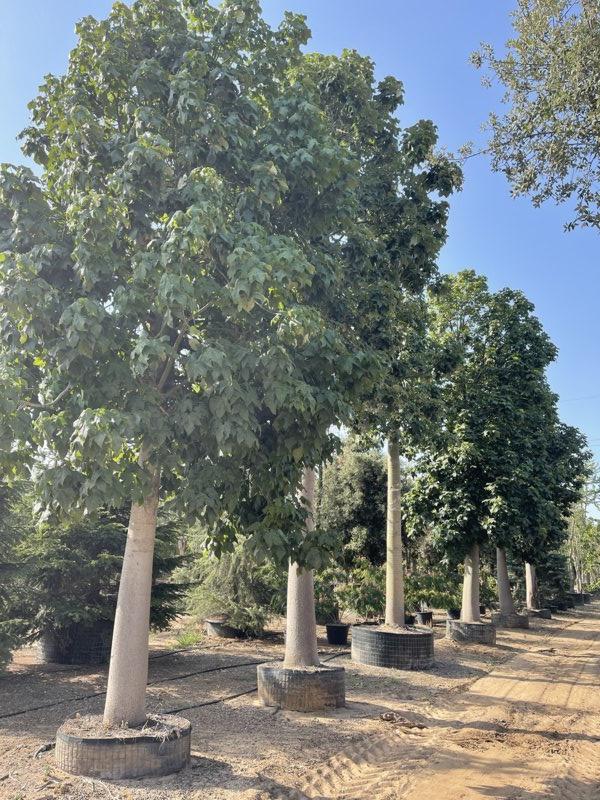 Brachychiton Acerifolius (Albero fiamma) — Albero, circonferenza 100/120 cm, in rete