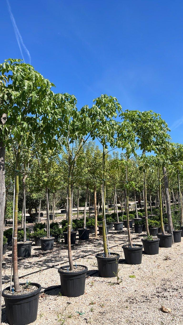 Brachychiton Acerifolius (Albero fiamma) — Albero, circonferenza 20/25 cm, vaso 70 litri
