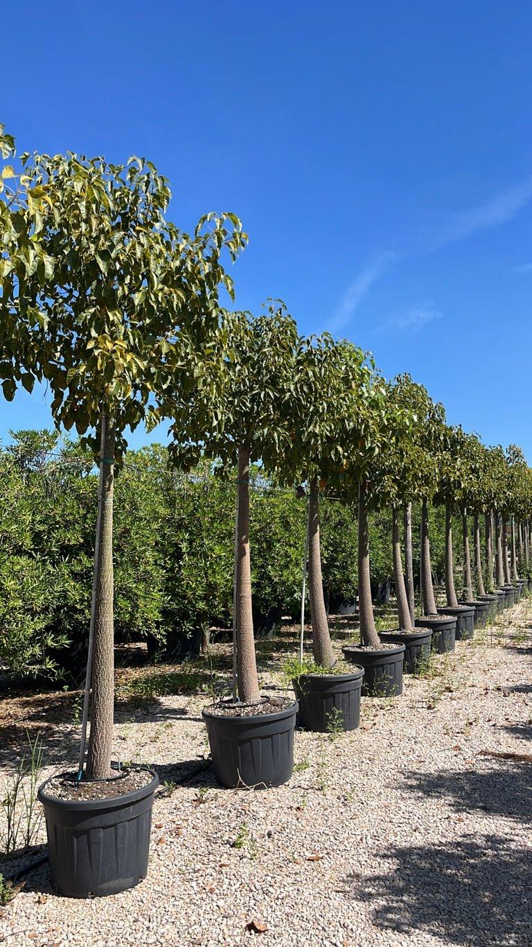 Brachychiton Jerilderie (Albero bottiglia) — Albero, circonferenza 25/30 cm, vaso 90 litri