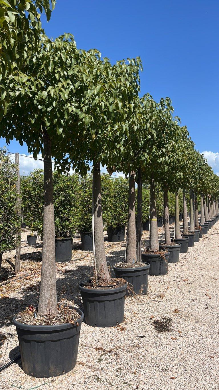 Brachychiton Jerilderie (Albero bottiglia) — Albero, circonferenza 40/50 cm, vaso 130 litri