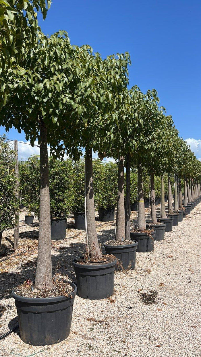 Brachychiton Jerilderie (Albero bottiglia) — Albero, circonferenza 40/50 cm, vaso 130 litri