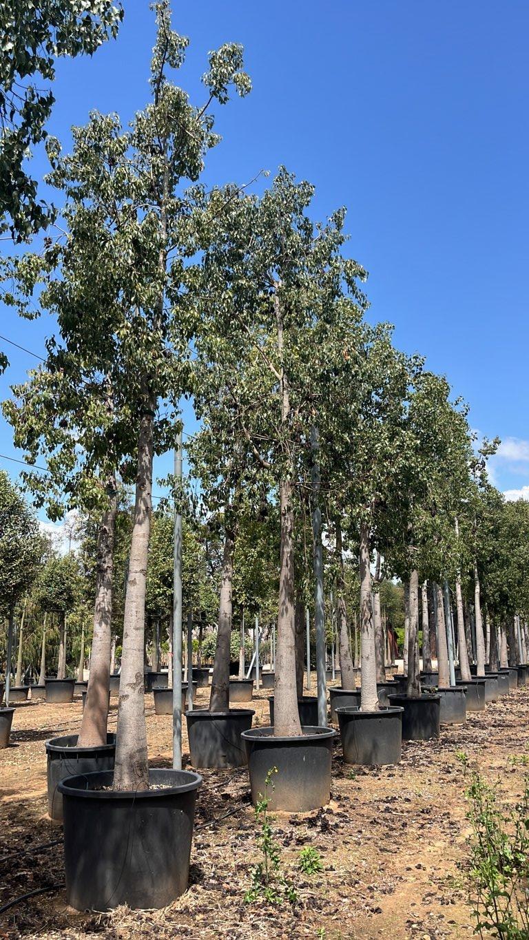 Brachychiton Populneus (Albero bottiglia) — Albero, circonferenza 50/60 cm, vaso 350 litri
