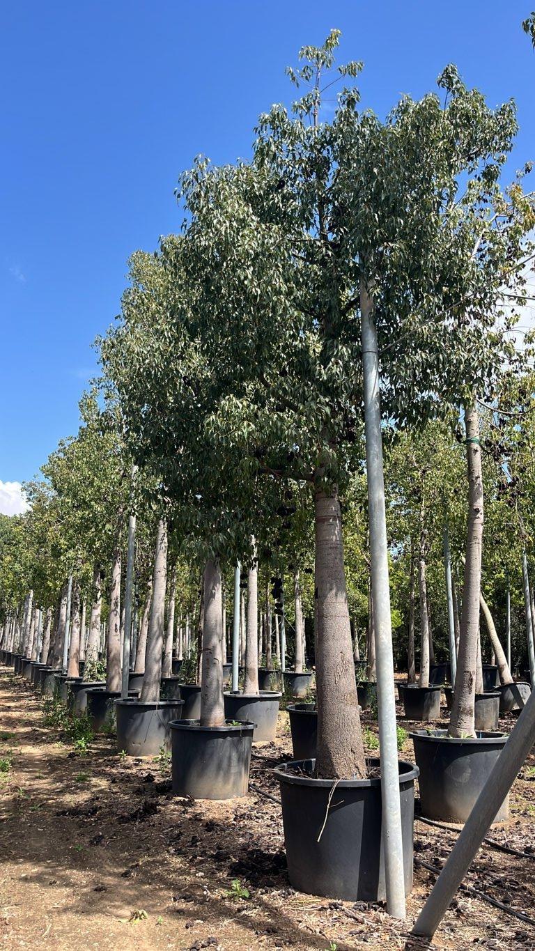 Brachychiton Populneus (Albero bottiglia) — Albero, circonferenza 80/90 cm, vaso 500 litri