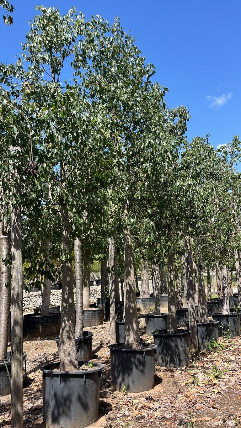 Brachychiton Populneus (Albero bottiglia) — Albero, circonferenza 40/50 cm, vaso 240 litri