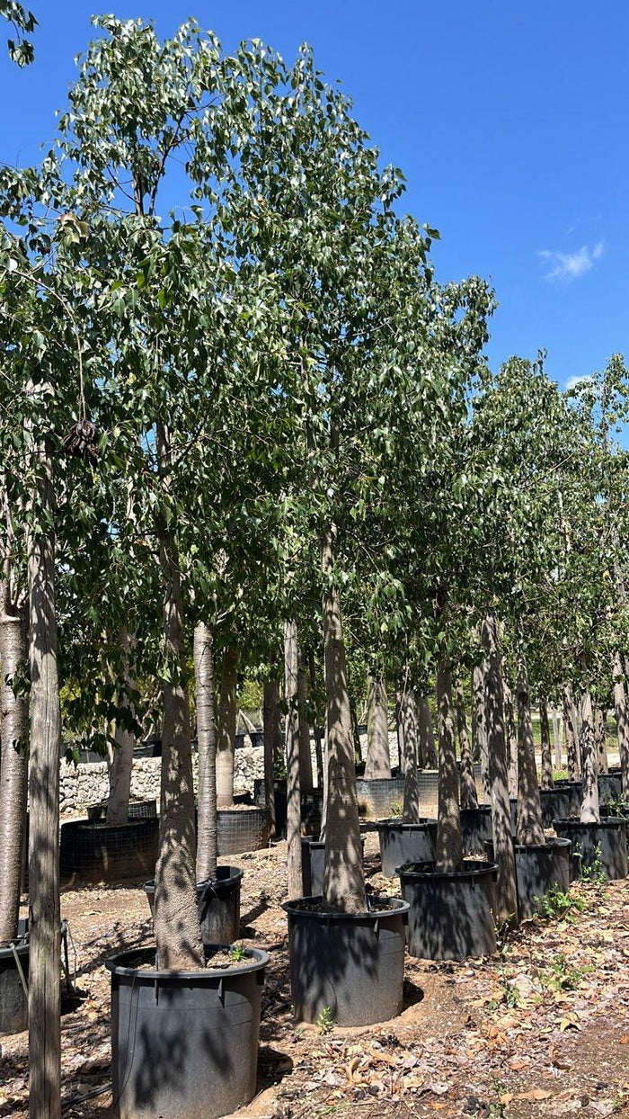 Brachychiton Populneus (Albero bottiglia) — Albero, circonferenza 40/50 cm, vaso 240 litri
