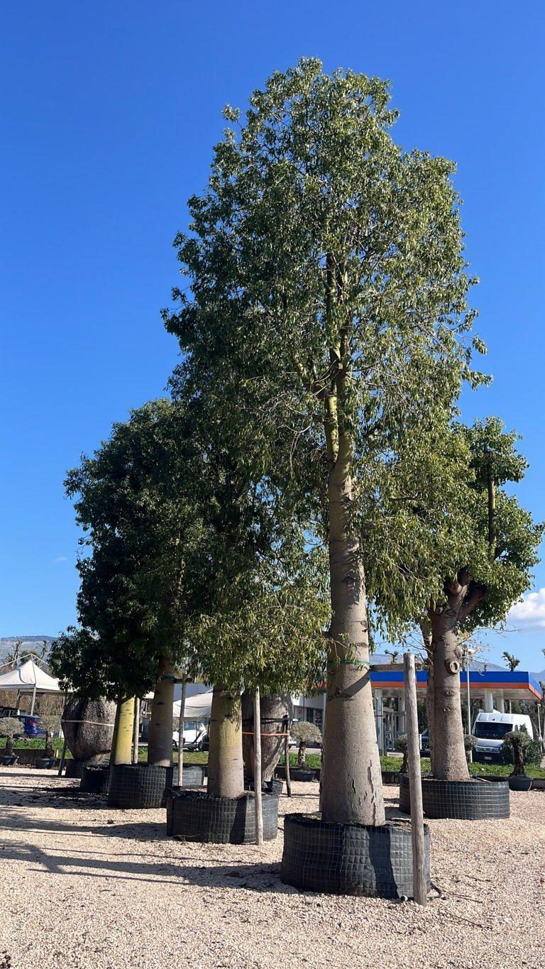 Brachychiton Rupestris (Albero bottiglia) — Albero, circonferenza 150/200 cm, in rete