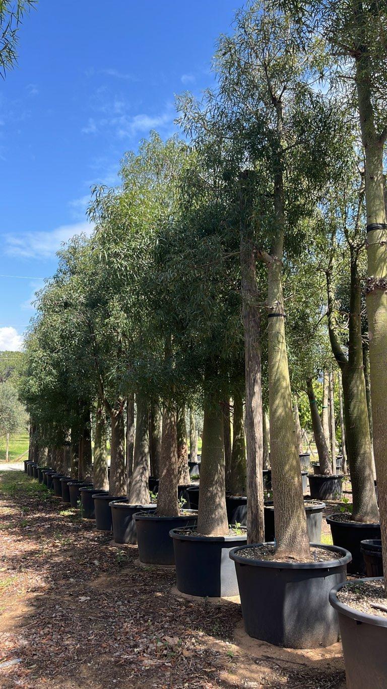 Brachychiton Rupestris (Albero bottiglia) — Albero, circonferenza 80/100 cm, vaso 375 litri