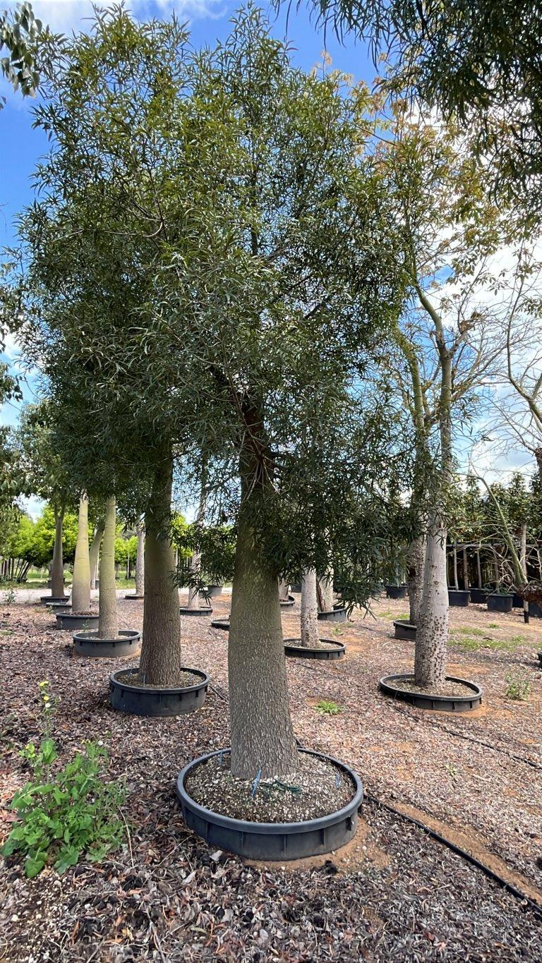 Brachychiton Rupestris (Albero bottiglia) — Albero, circonferenza 100/125 cm, vaso 750 litri