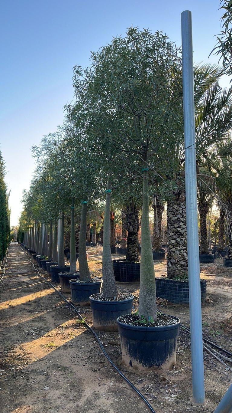 Brachychiton Rupestris (Albero bottiglia) — Albero, circonferenza 40/50 cm, vaso 230 litri