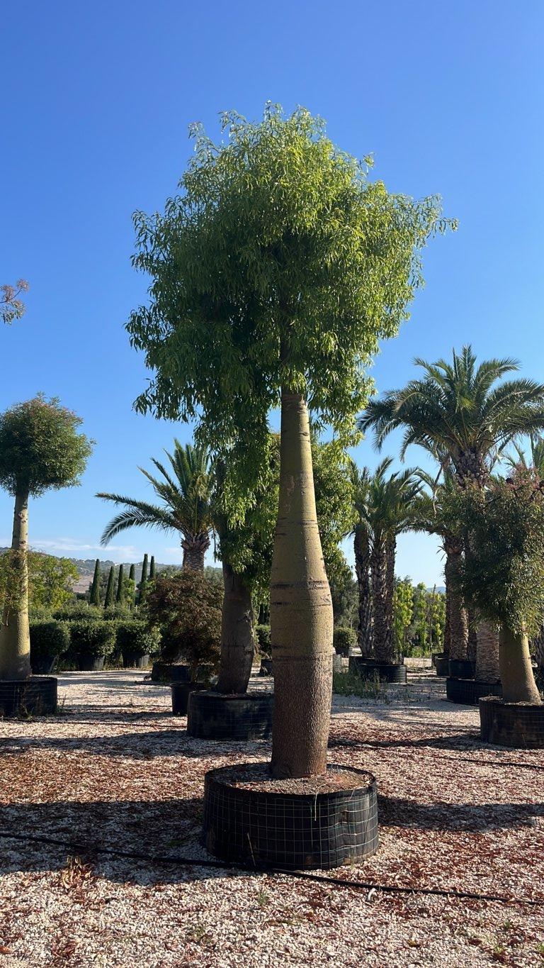 Brachychiton Rupestris (Albero bottiglia) — Albero, circonferenza 125/150 cm, in rete